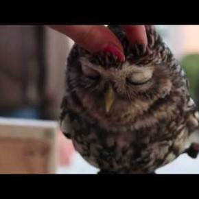 Lovely Owl - artgerecht gekrault